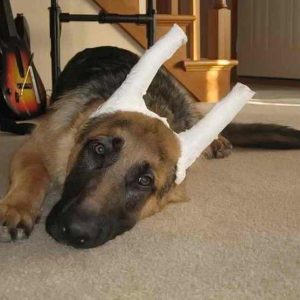 Все о породе собак Немецкая овчарка: когда у нее встают уши и во сколько месяцев их поставить?