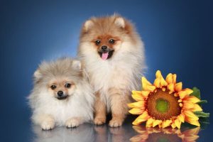 Крошечный шпиц: характеристика породы, уход за милым питомцем