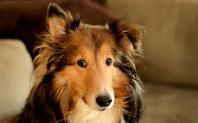 красивая морда колли