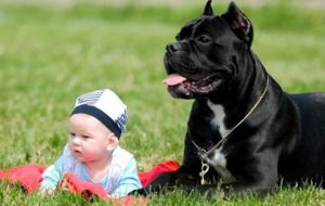 кане-корсо и ребенок