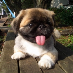 пекинес щенок