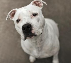 Разнообразие допустимых генетических окрасов питбуля: редкие и часто встречающиеся