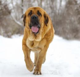 Характер собаки мастиф