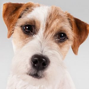 Обаятельные и преданные питомцы Джек Рассел терьер: стандарт породы, размеры и вес