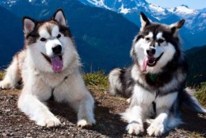 Характер и различные качества метиса лайки и хаски