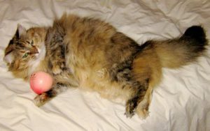 Порода рагамаффин с длинной густой шерстью: гостья из США