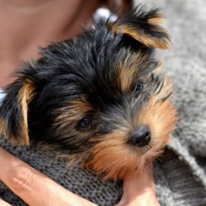 Игривый и преданный малыш Йоркширский терьер: уход и содержание в домашних условиях