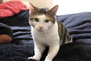 Знакомимся со старейшей породой: эгейский кот с греческими корнями