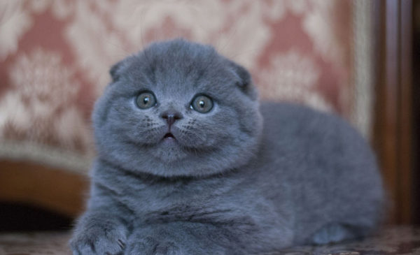 Обзор редких и популярных окрасов шотландской вислоухой кошки