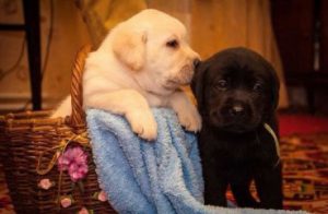 Выбор клички для щенка лабрадора: мальчика и девочки