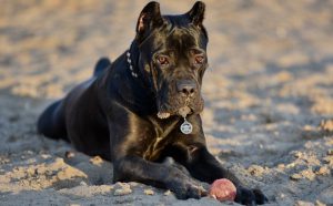 кане-корсо с мячом