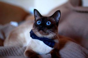 Тайский кот: особенности характера и содержания