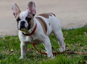 Несколько видов окрасов французских бульдогов, их характерные признаки