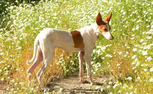 Порода поденко канарио: сочетание азарта и выносливости в питомце