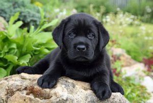 Кодекс хозяина: самостоятельное воспитание и дрессировка щенка лабрадора