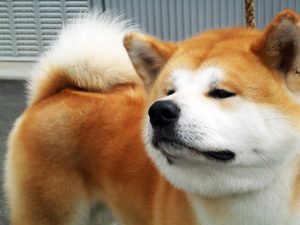 Древняя порода японская хаски: герой известного фильма Хатико