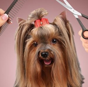 Самая маленькая и пушистая собака Йоркширский терьер: плюсы и минусы породы