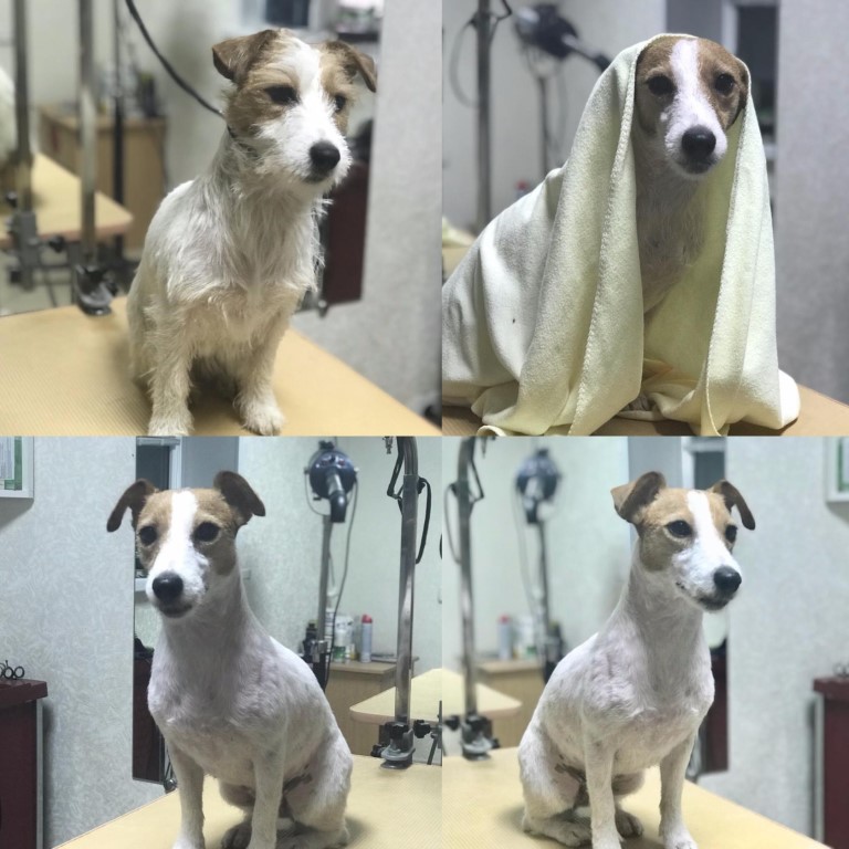 Изобретательный и умный пес Джек Рассел терьер жесткошерстный: описание и правила ухода