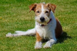 Игривый и дружелюбный немецкий кромфорлендер: особенности характера питомца