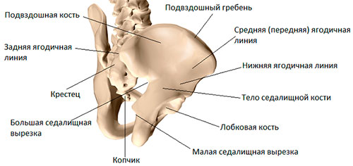 Поясничный отдел позвоночника