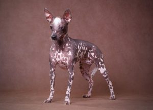 Разновидности голых пород собак, описание их внешних данных