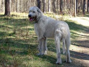 Ирландский волкодав: ищем подход к благородному гиганту