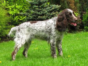 Разновидности кокер спаниелей: их отличия во внешнем виде и характере