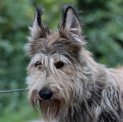 уход за собакой