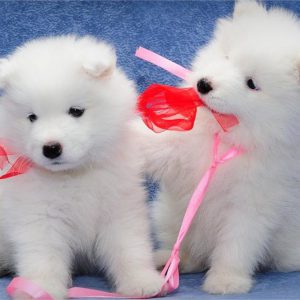 Топ индивидуальных и красивых кличек для собак Лаек девочек и мальчиков