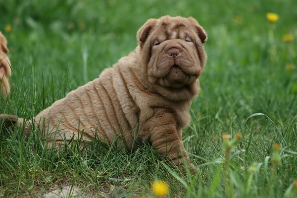 Шарпей: красота домашнего любимца не зависит от цвета шерсти