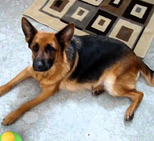 Течение беременности Немецкой овчарки по неделям: сколько ходит беременная собака?