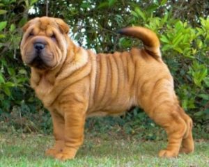 Шарпей: характеристика породы, особенности ухода за питомцем