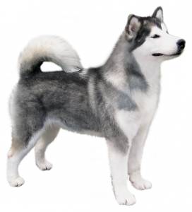 Топ индивидуальных и красивых кличек для собак Лаек девочек и мальчиков