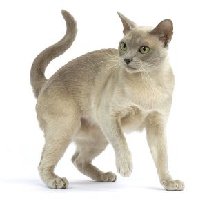 Одна из самых умных и долголетних пород котят Бурма: сколько стоит питомец и как ухаживать?