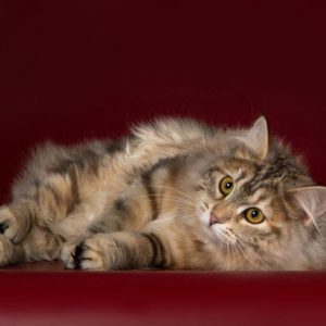 Самые впечатляющие и уникальные окрасы Сибирской кошки: описание породы