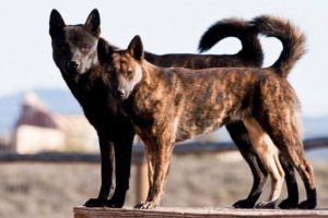 Тигровая азиатская каи: собака на все случаи жизни