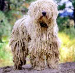 Происхождение породы командор