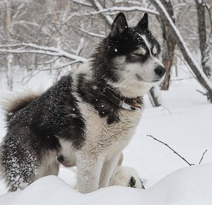 Топ индивидуальных и красивых кличек для собак Лаек девочек и мальчиков
