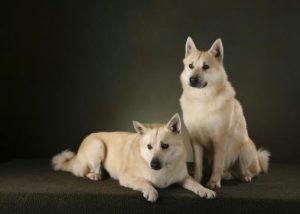 Активность и смелость: норвежский бухунд с охотничьими качествами