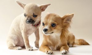 Характеристика чихуахуа, стоимость, уход за миниатюрным питомцем