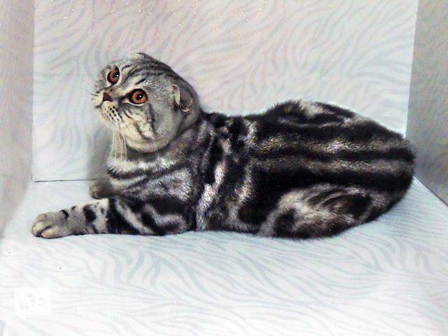 Обзор редких и популярных окрасов шотландской вислоухой кошки