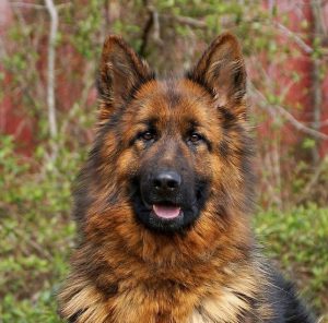 Главные правила для увеличения продолжительность жизни Немецкой овчарки: сколько лет живут собаки?