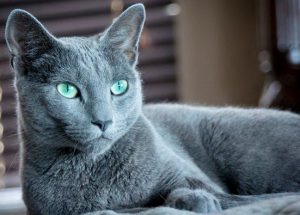 Царственная русская голубая кошка: характер и содержание домашнего питомца