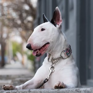 Решительная и веселая собака Бультерьер: описание, чем опасна порода?