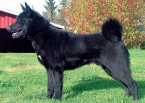 Норвежский черный элкхунд