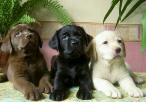 Выбор клички для щенка лабрадора: мальчика и девочки