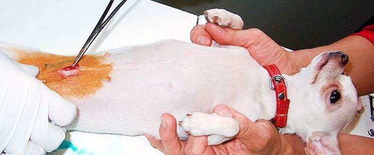 Главные признаки наступления течки у Той Терьера: сколько длится и что делать?