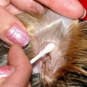 Обаятельный и жизнерадостный питомец Йоркширский терьер: характеристика породы и сколько живут?