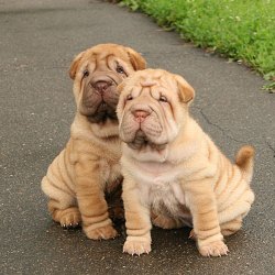 Чем кормить шарпея