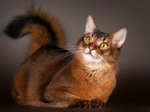 Длинношерстная абиссинская или сомалийская (сомали): особенность характера